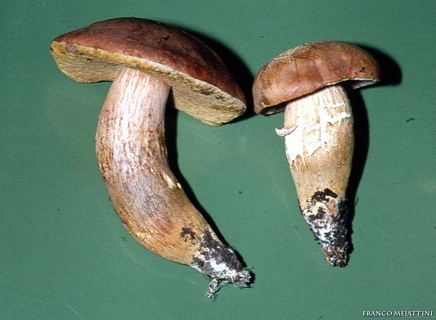 Xerocomus vari